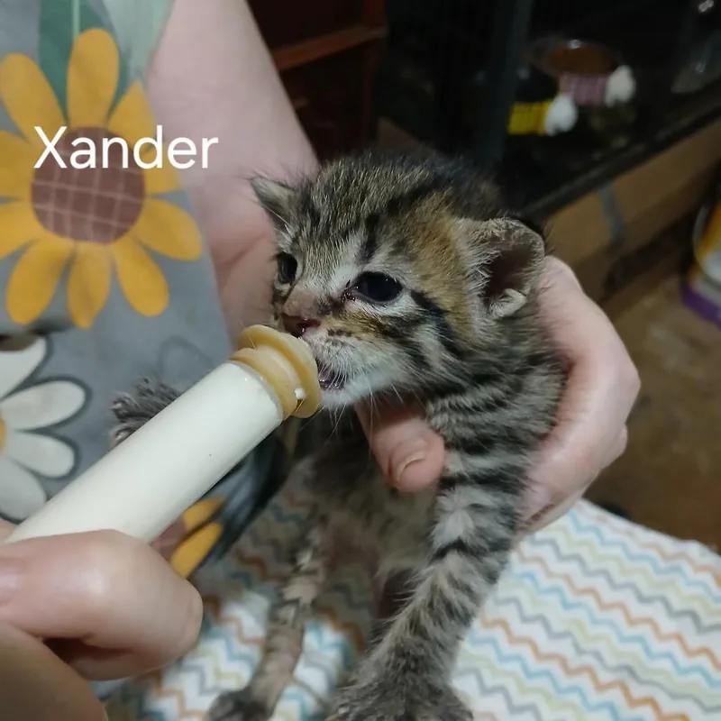 A baby small-sized male Orange / Red Domestic Short Hair cat named Xander for adoption in Gainesville, FL