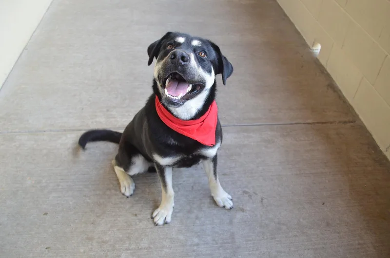 A young large-sized male Shepherd dog named Homer for adoption in McKinney, TX
