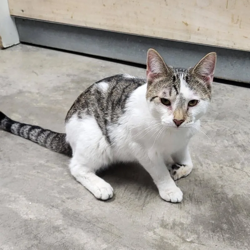 A young medium-sized male Tabby (Brown / Chocolate) Domestic Short Hair cat named Tremble for adoption in Chilton, WI