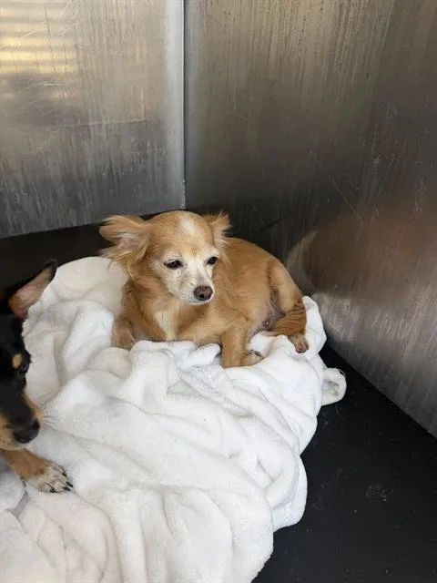 An adult small-sized female Chihuahua dog named Hannah for adoption in San Antonio, TX