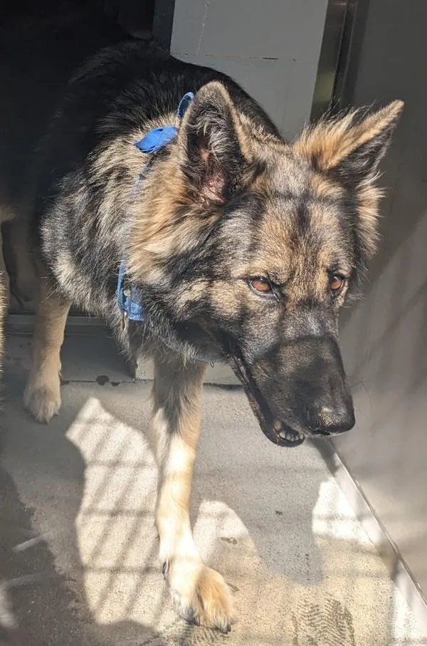 An adult large-sized female German Shepherd Dog dog named Astrid for adoption in El Cajon, CA