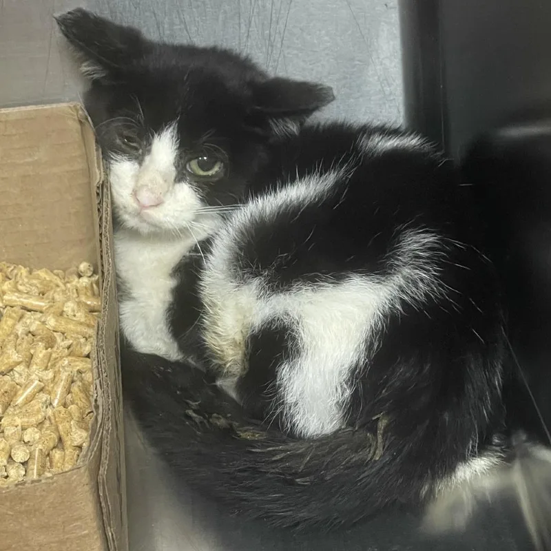 A baby small-sized male Domestic Short Hair cat named Alex for adoption in Donalsonville, GA