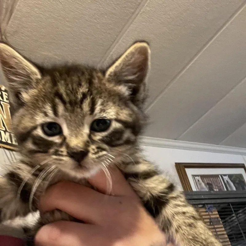 A baby small-sized female Black Domestic Short Hair cat named Rollie Pollie for adoption in Hanna City, IL