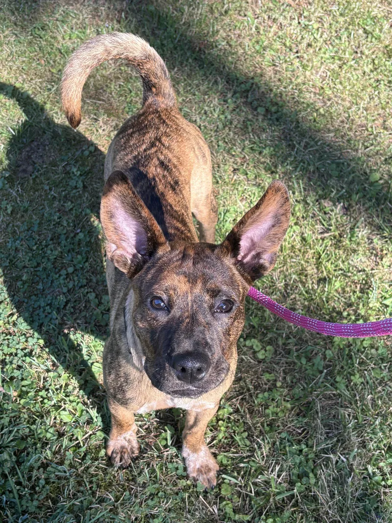 A young medium-sized female Boxer dog named Tiggy for adoption in Springville, NY
