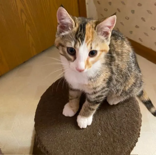 A baby medium-sized female Torbie Domestic Short Hair cat named Ruthie Ann for adoption in Chambersburg, PA