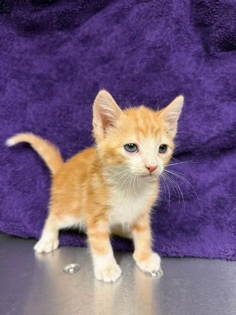 A baby small-sized male Domestic Short Hair cat named Lucky Charm for adoption in Houston, TX
