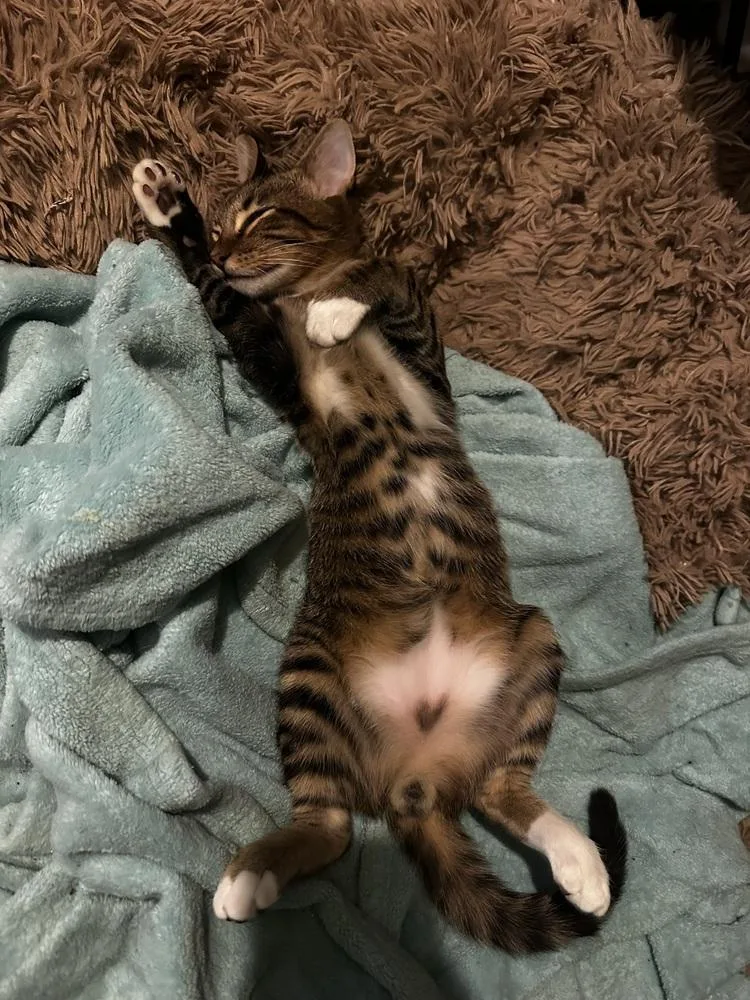A baby small-sized male Domestic Short Hair cat named Rupert for adoption in Dallas, TX