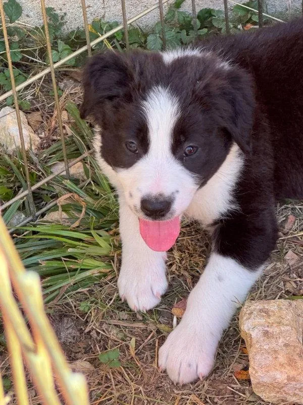 A baby medium-sized male Border Collie dog named Chucky for adoption in House Springs, MO