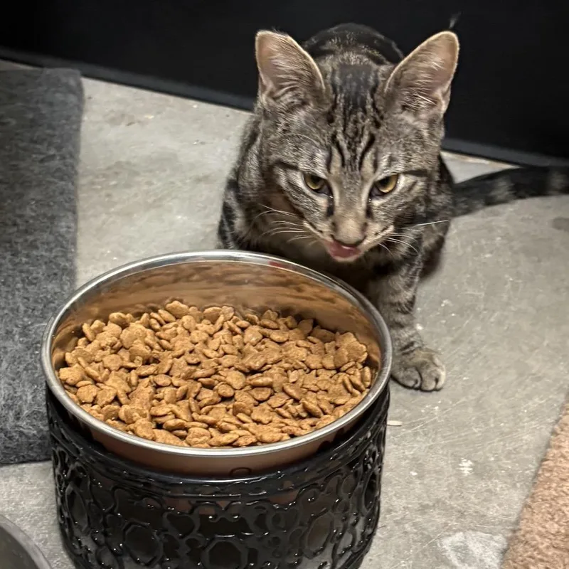 A baby medium-sized male Brown / Chocolate Domestic Short Hair cat named Carol Trapper for adoption in Las Vegas, NV