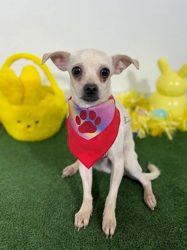 A young small-sized female White / Cream Chihuahua dog named Cupcake for adoption in Carlsbad, CA