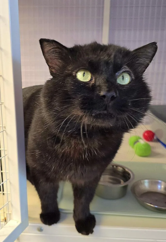 An adult large-sized male Black Domestic Medium Hair cat named Tobi for adoption in Vancouver, WA