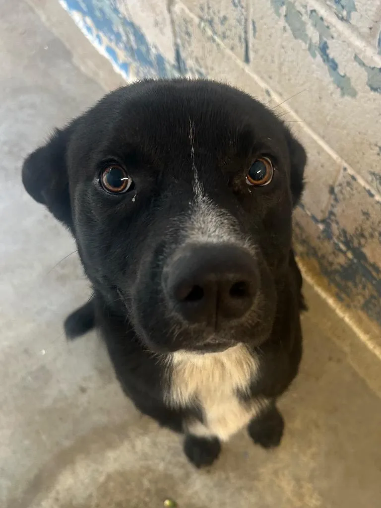 A senior large-sized male Border Collie dog named AxelRichie for adoption in Lockhart, TX