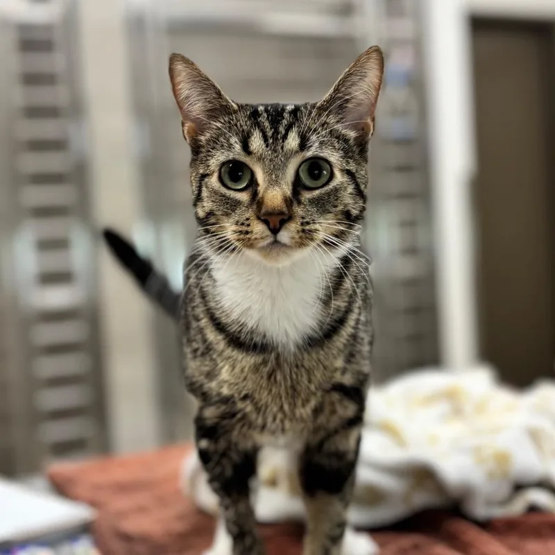 An adult medium-sized female Black Domestic Short Hair cat named June for adoption in Nashville, IN
