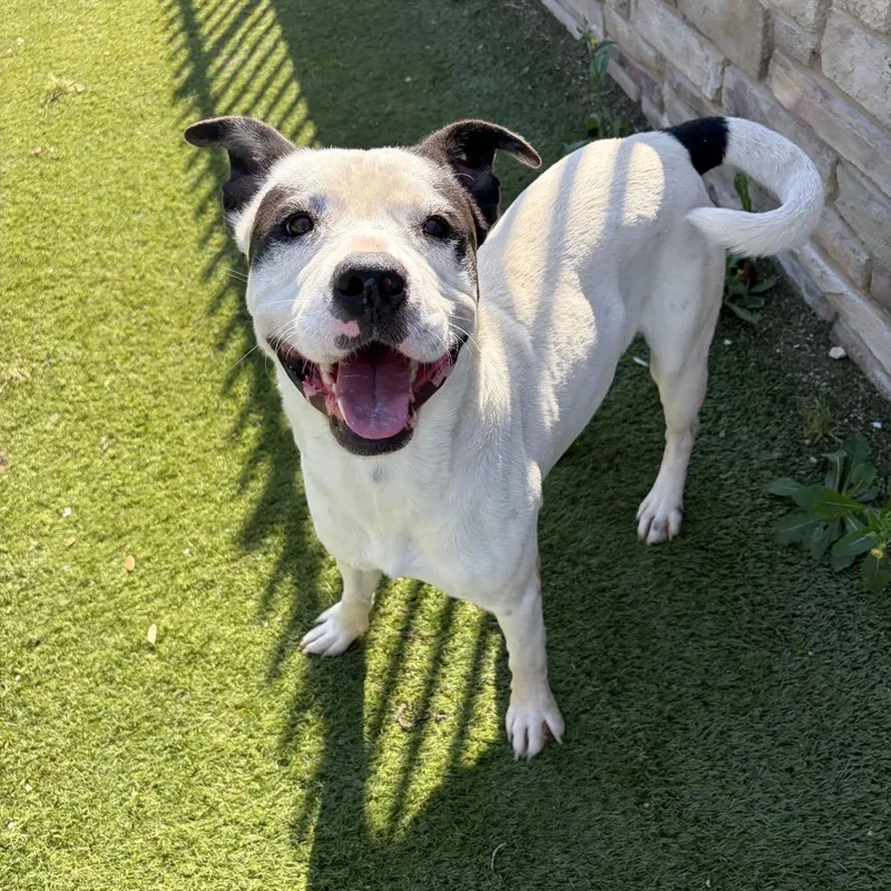 An adult medium-sized male White / Cream Mixed Breed dog named Mikey for adoption in Nampa, ID