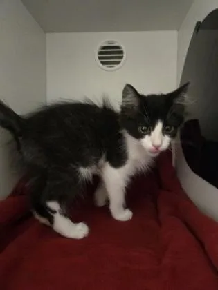 Catniss