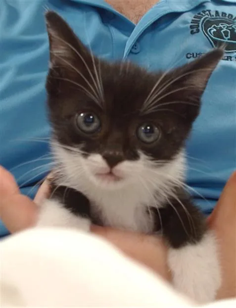 A baby small-sized female Domestic Short Hair cat named Arcee for adoption in Miami, FL