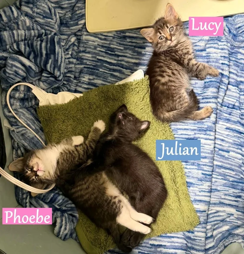 A baby medium-sized male Domestic Short Hair cat named Julian for adoption in Hoover , AL