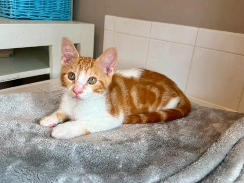A young medium-sized male Tabby cat named Creamsicle for adoption in Knoxville, TN