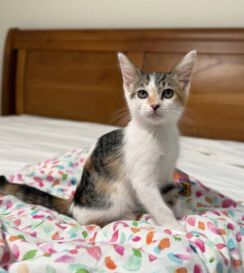 A young medium-sized female Domestic Short Hair cat named Abby for adoption in St. Cloud, FL