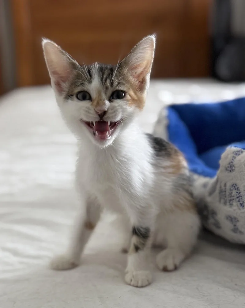 Abby thumbnail 3