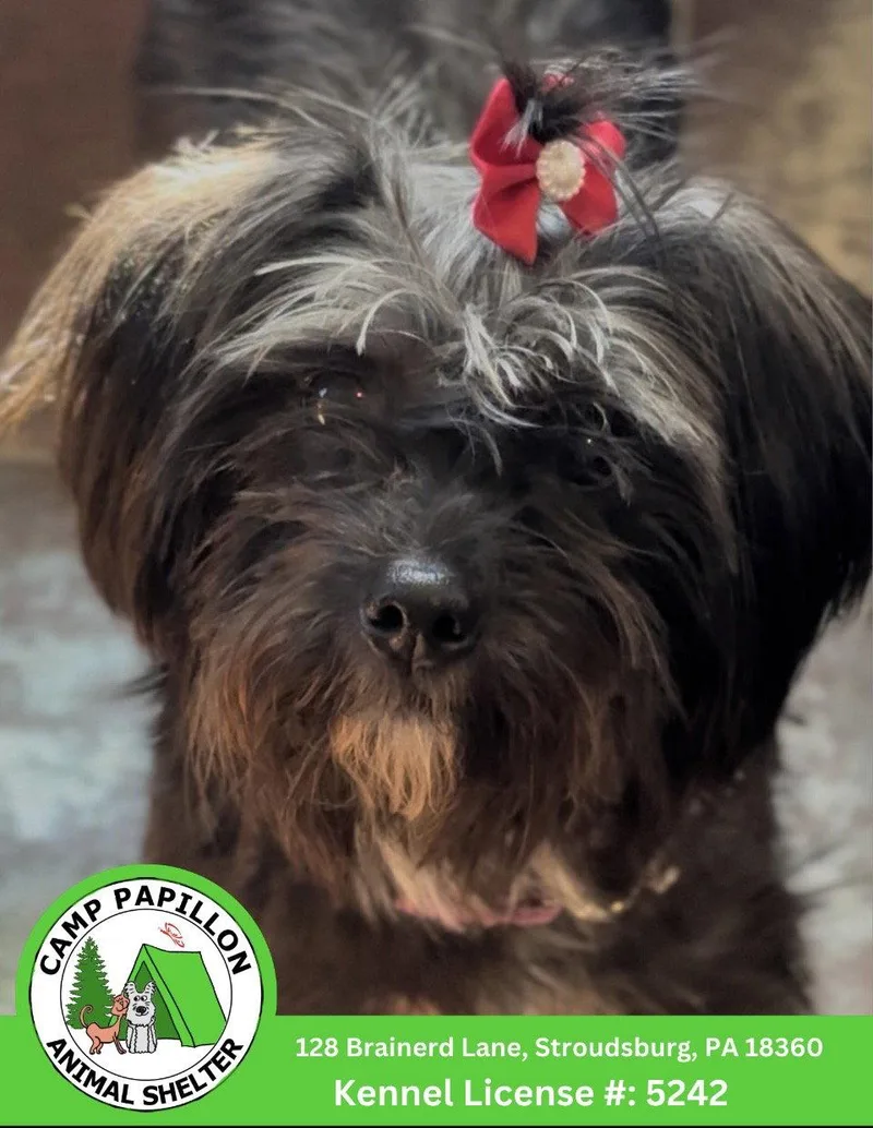 A young medium-sized female Shih Tzu dog named Genesis for adoption in Stroudsburg, PA