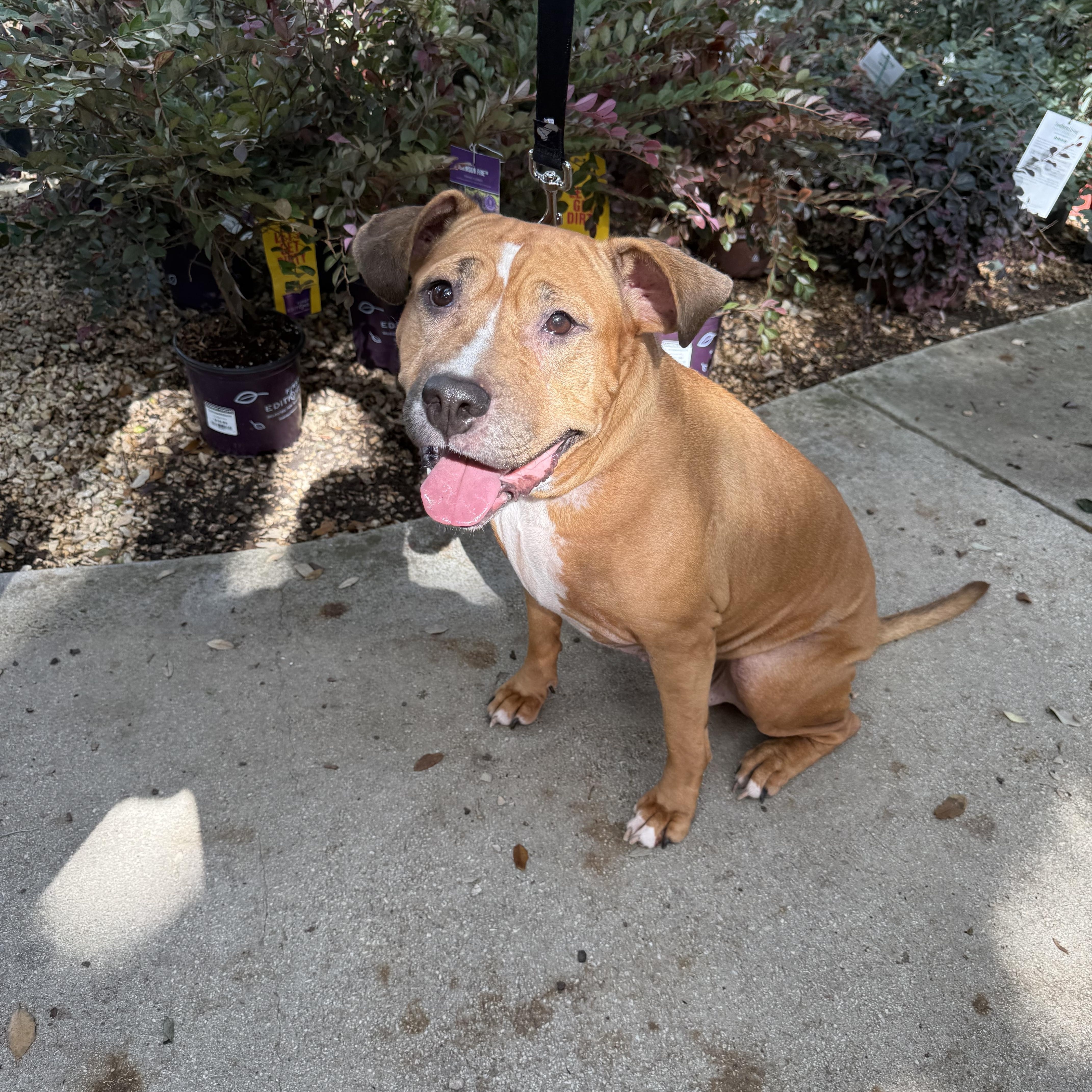 An adult medium-sized female Pit Bull Terrier dog named Ellie for adoption in San Antonio, TX
