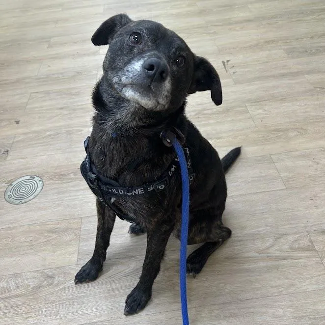 An adult small-sized male Brindle Terrier dog named SVASStray for adoption in Verona, VA