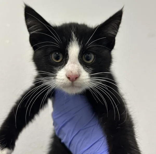 A young small-sized male Domestic Short Hair cat named Hewo for adoption in Oceanside, CA