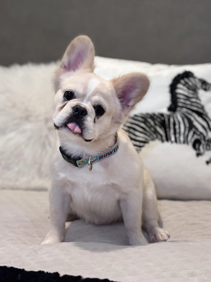 A young small-sized male French Bulldog dog named Rubio for adoption in Hollywood, FL