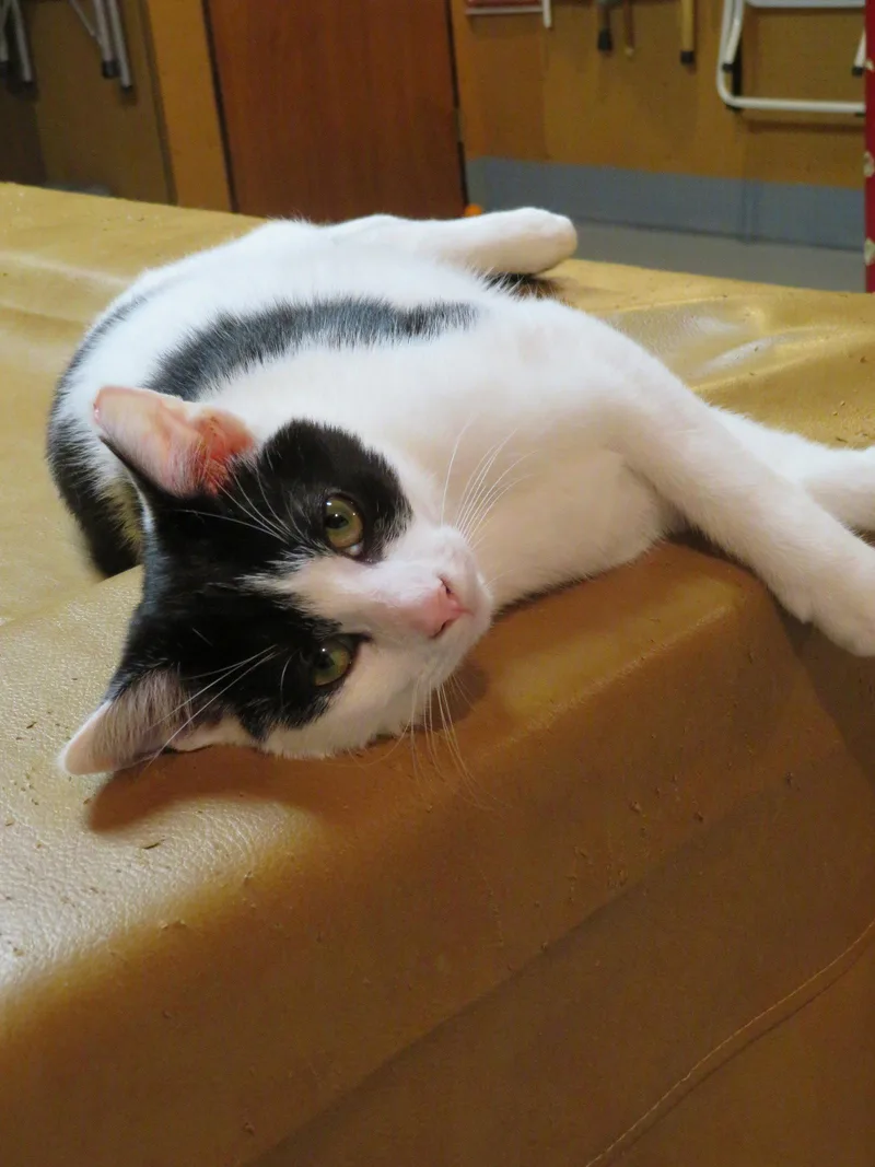 A baby medium-sized female Black & White / Tuxedo Domestic Short Hair cat named Bandit for adoption in Lancaster, PA