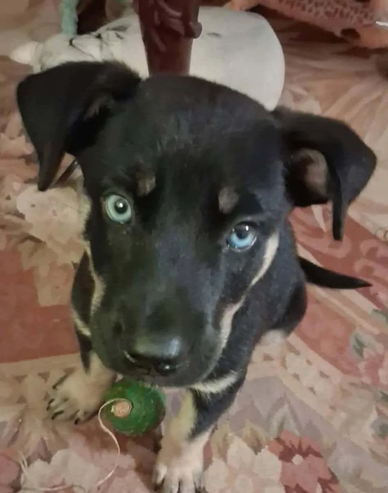A baby medium-sized male Shepherd dog named Blu for adoption in Royal Palm Beach, FL