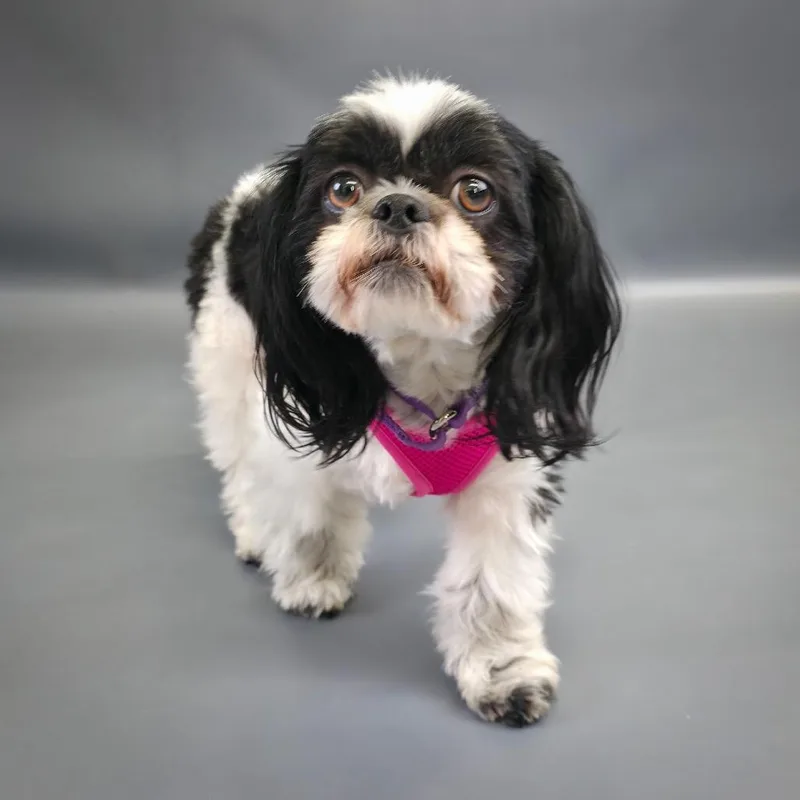 Danielle D thumbnail 2