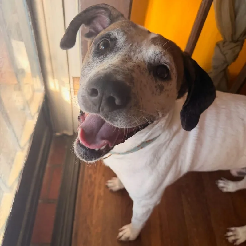 Frankie