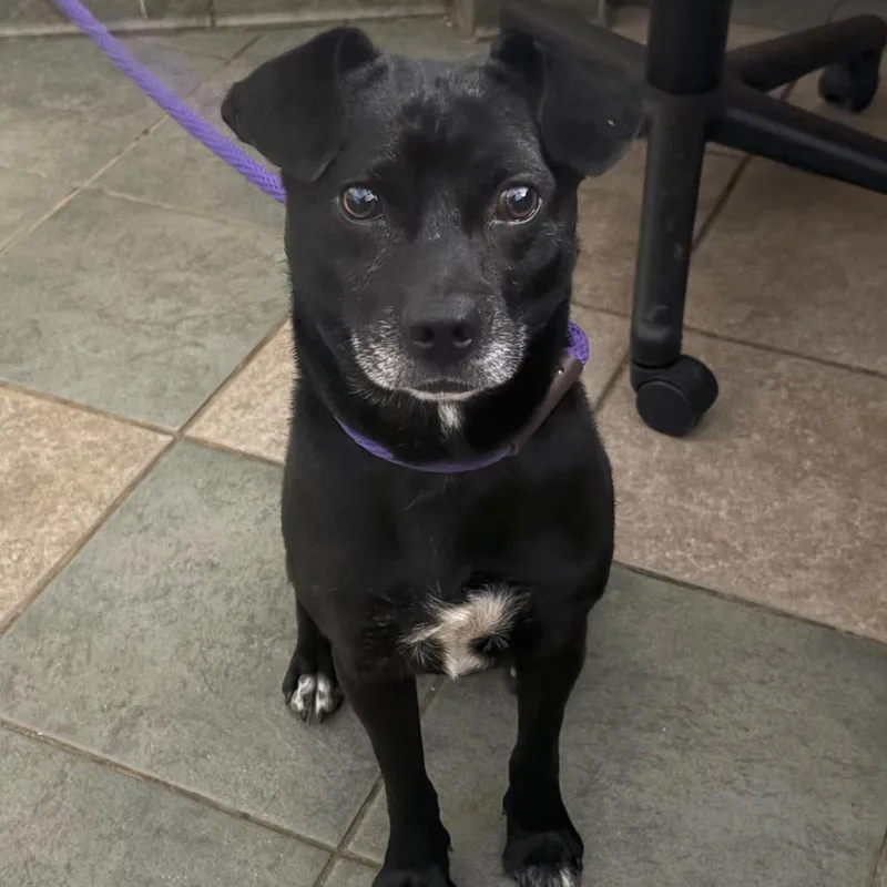 An adult small-sized male Black Mixed Breed dog named Pistachio for adoption in Chattanooga, TN