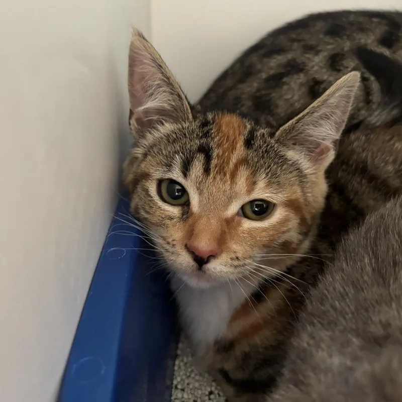 A baby small-sized female Brown / Chocolate Domestic Short Hair cat named French Toast for adoption in Riverside, CA