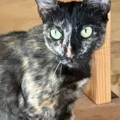 A young medium-sized female Dilute Tortoiseshell Tortoiseshell cat named Sweet Tortie for adoption in Homestead, FL