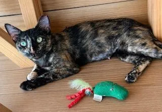 Sweet Tortie thumbnail 2