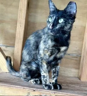 Sweet Tortie thumbnail 3