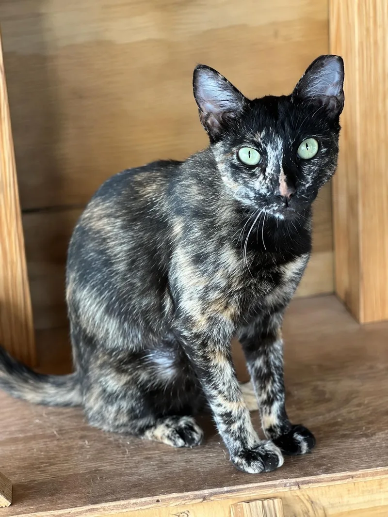 Sweet Tortie thumbnail 4
