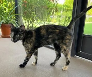 Sweet Tortie thumbnail 5
