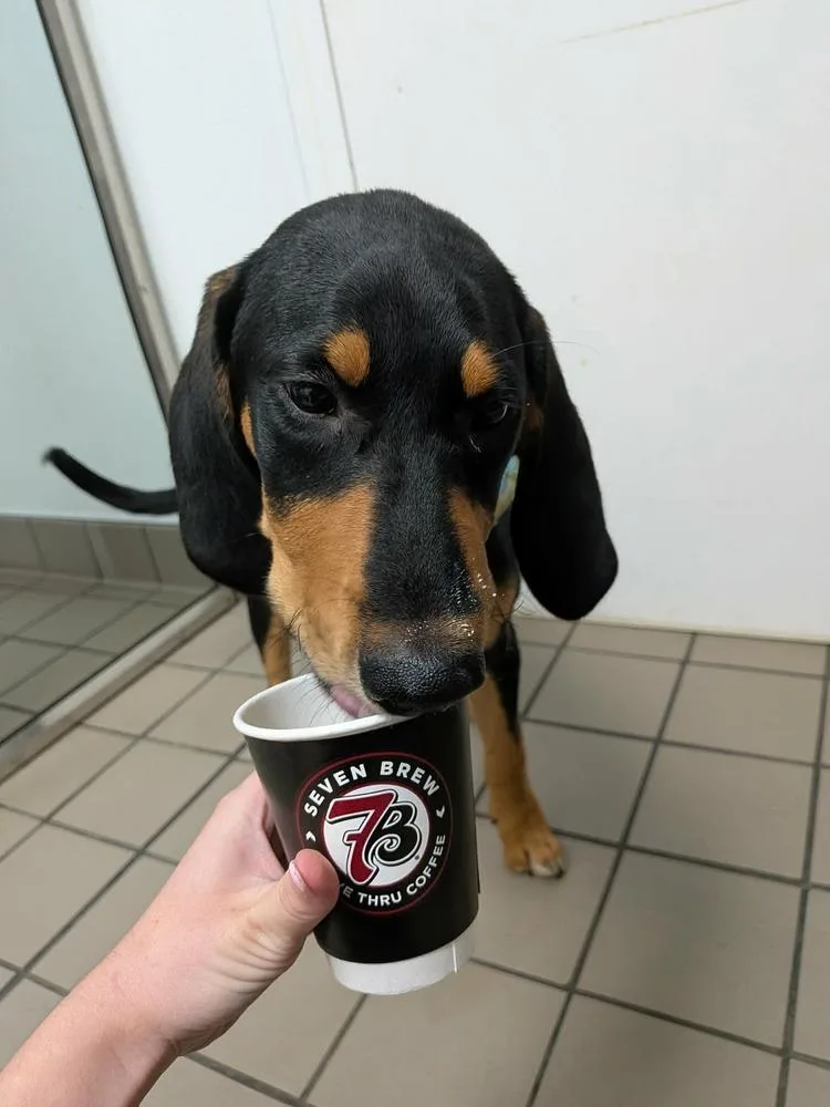 A baby medium-sized male Tricolor (Brown, Black, & White) Coonhound dog named Squirrel for adoption in WARNER ROBINS, GA