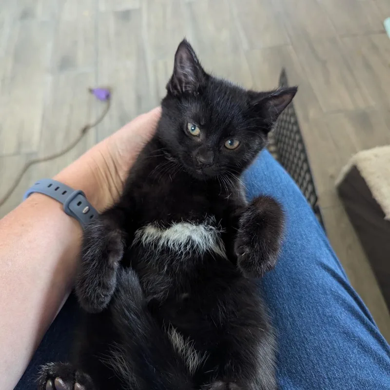 A baby small-sized female Black Domestic Short Hair cat named Havoc for adoption in Newcastle, OK