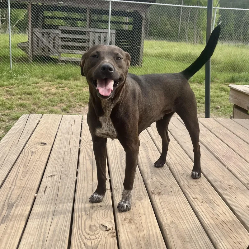 An adult medium-sized female Labrador Retriever dog named Luna for adoption in Brewton, AL