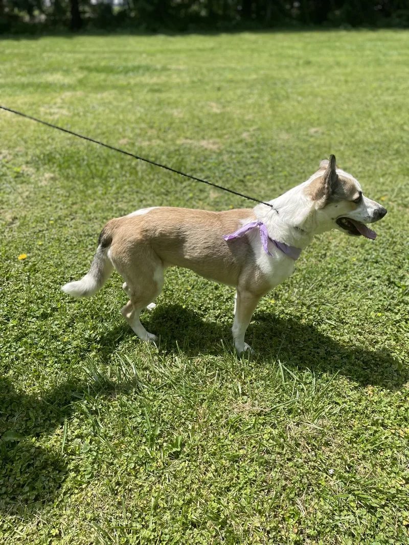 An adult medium-sized female White / Cream Australian Cattle Dog / Blue Heeler dog named Zoey for adoption in Upper Sandusky, OH