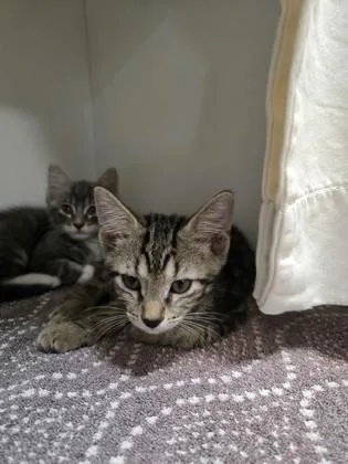 A baby small-sized female Domestic Short Hair cat named Instagram for adoption in Savannah, GA