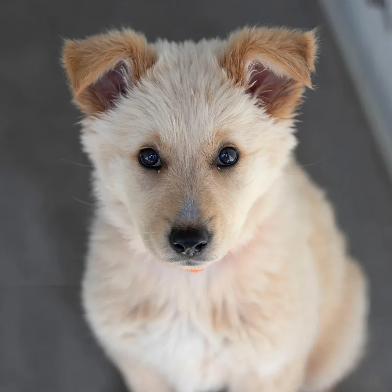 A baby medium-sized female Yellow / Tan / Blond / Fawn German Shepherd Dog dog named Bailey for adoption in Peyton, CO