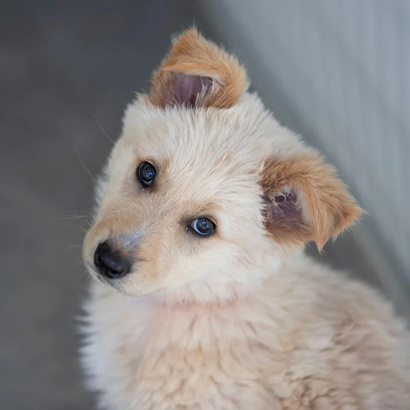 Bailey thumbnail 3