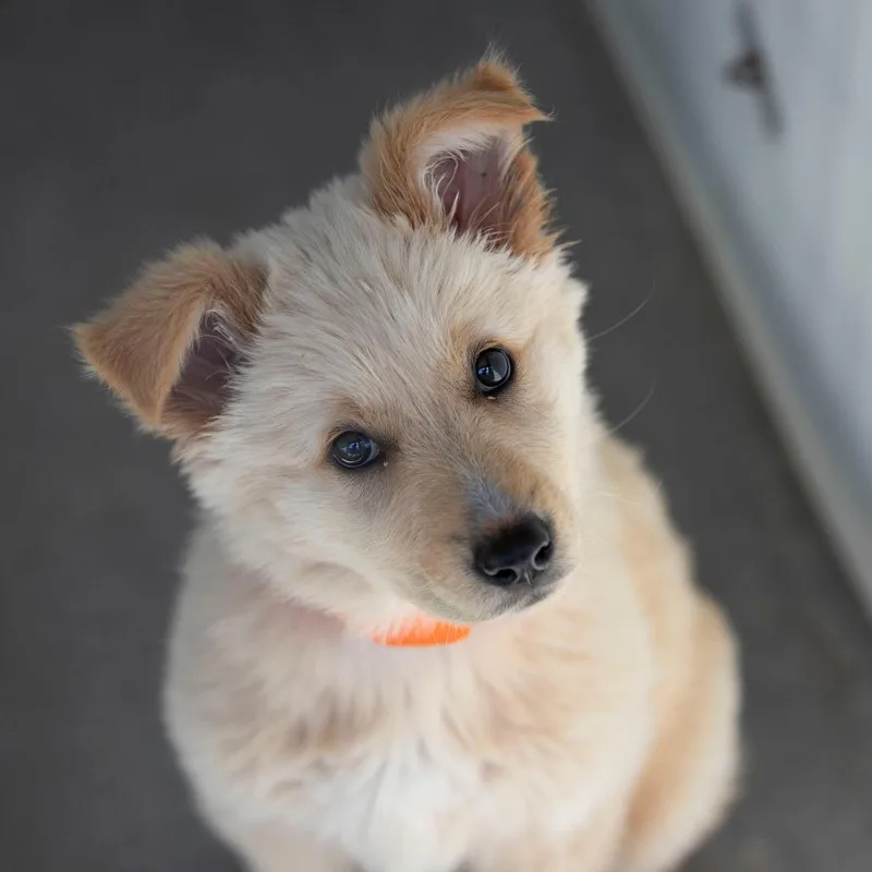 Bailey thumbnail 4