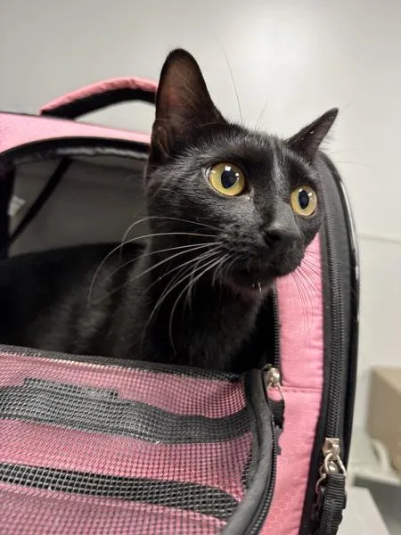 An adult small-sized female Domestic Short Hair cat named Nf for adoption in Lawrenceville, GA