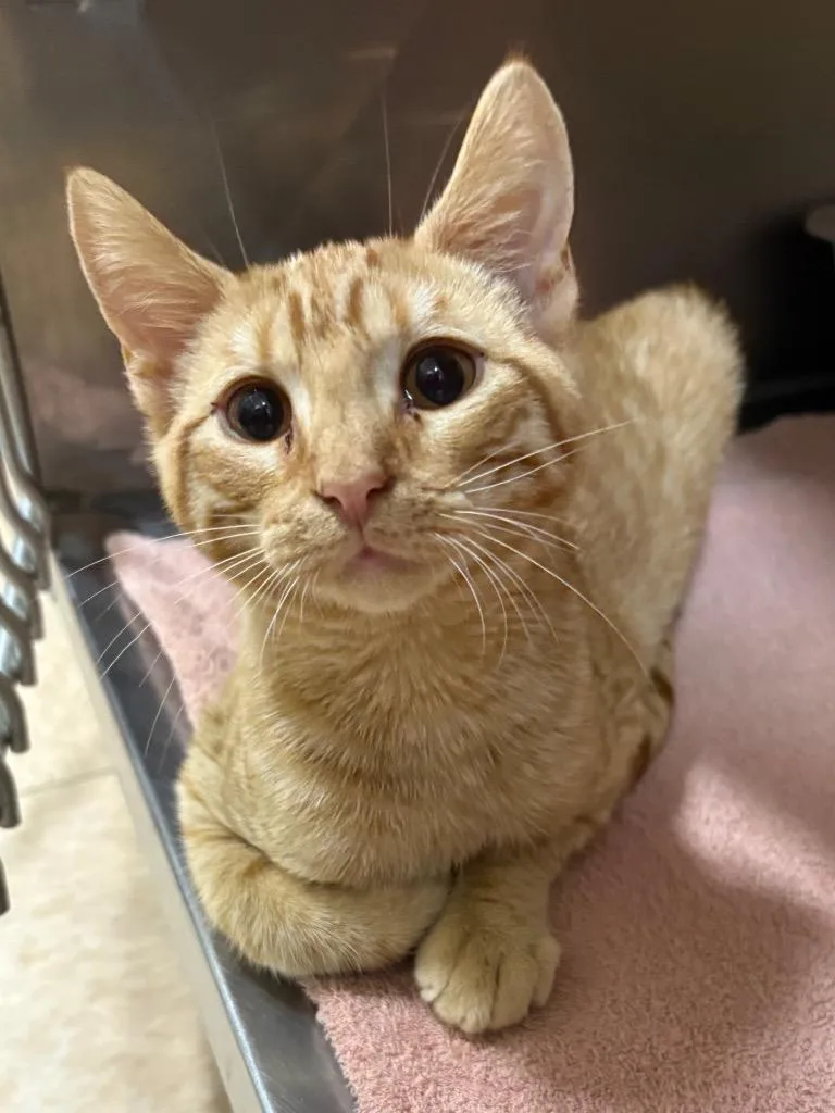 A baby medium-sized male Domestic Short Hair cat named JellO for adoption in Little Rock, AR